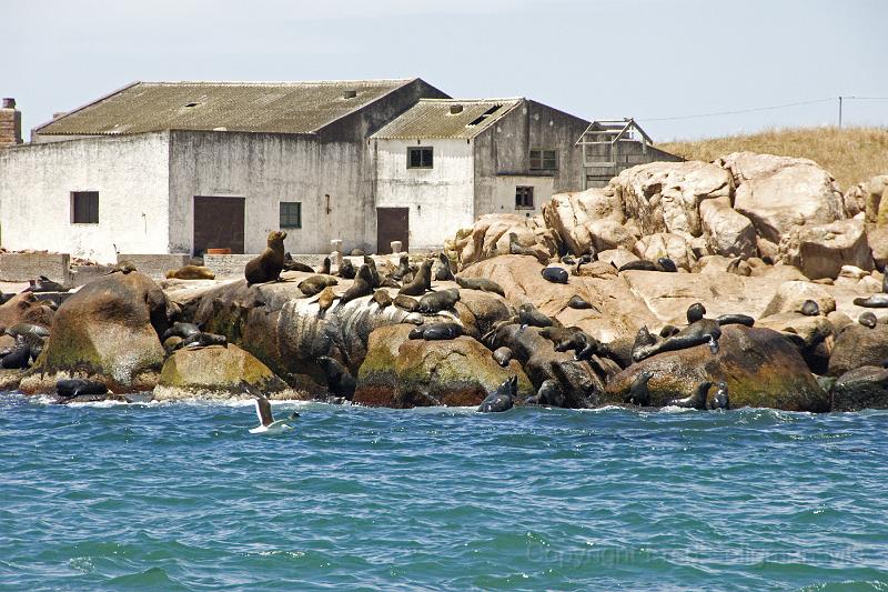 20071207_122417  D2X 4200x2800.jpg - Sea Lions on Sea Wolves Island, Punta del Este, Uraguay